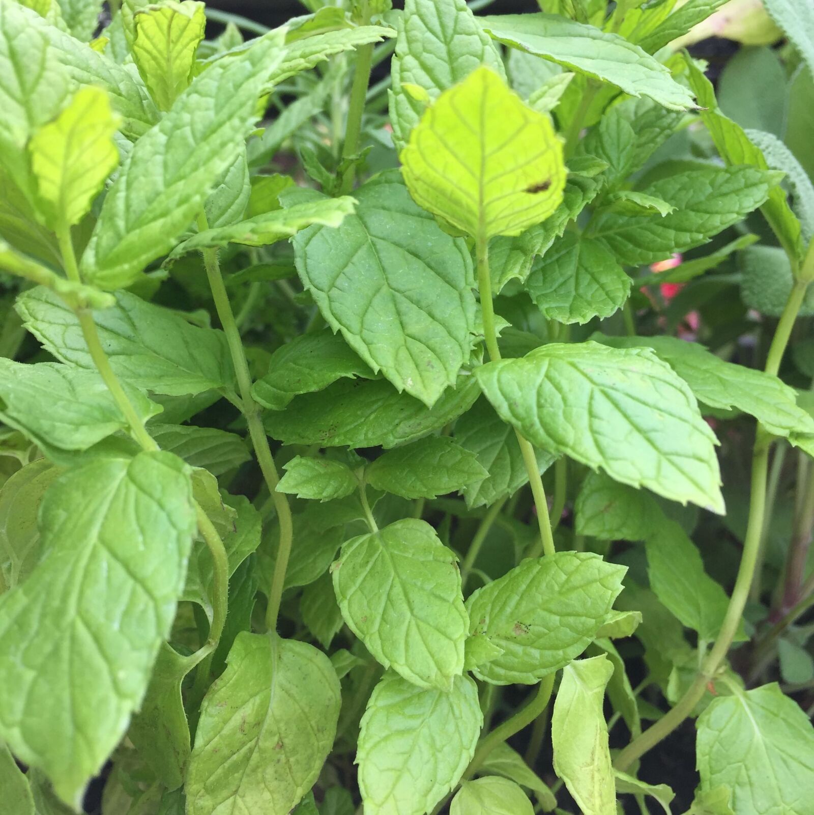 Apple iPhone 6 sample photo. Mint photography