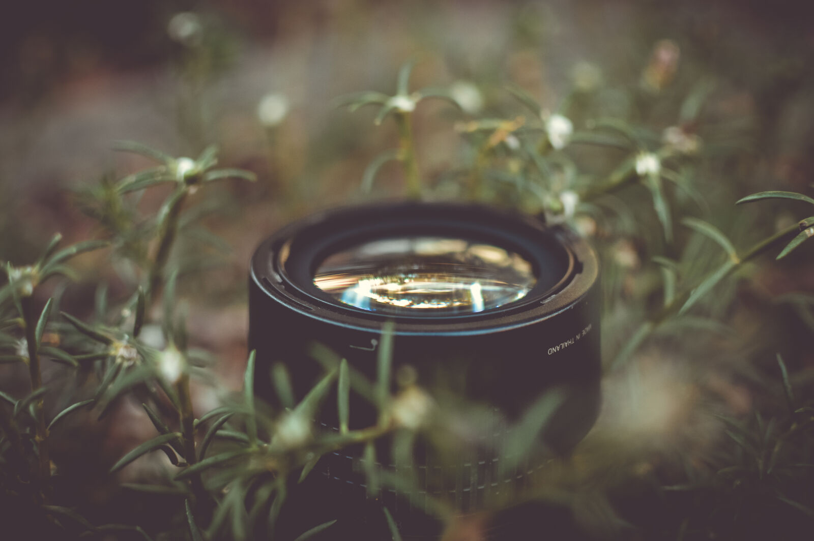 Nikon D3200 + Nikon AF-S DX Nikkor 35mm F1.8G sample photo. Nature, camera, flowers, photographer photography