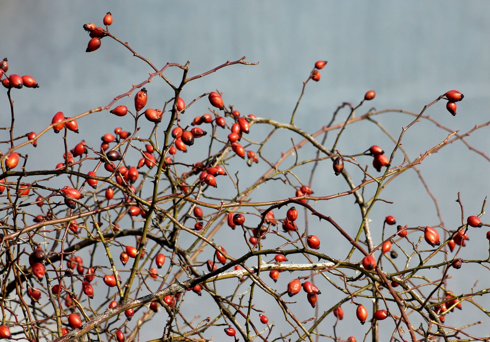 Canon EOS 1200D (EOS Rebel T5 / EOS Kiss X70 / EOS Hi) sample photo. Wild rose, fruit, red photography