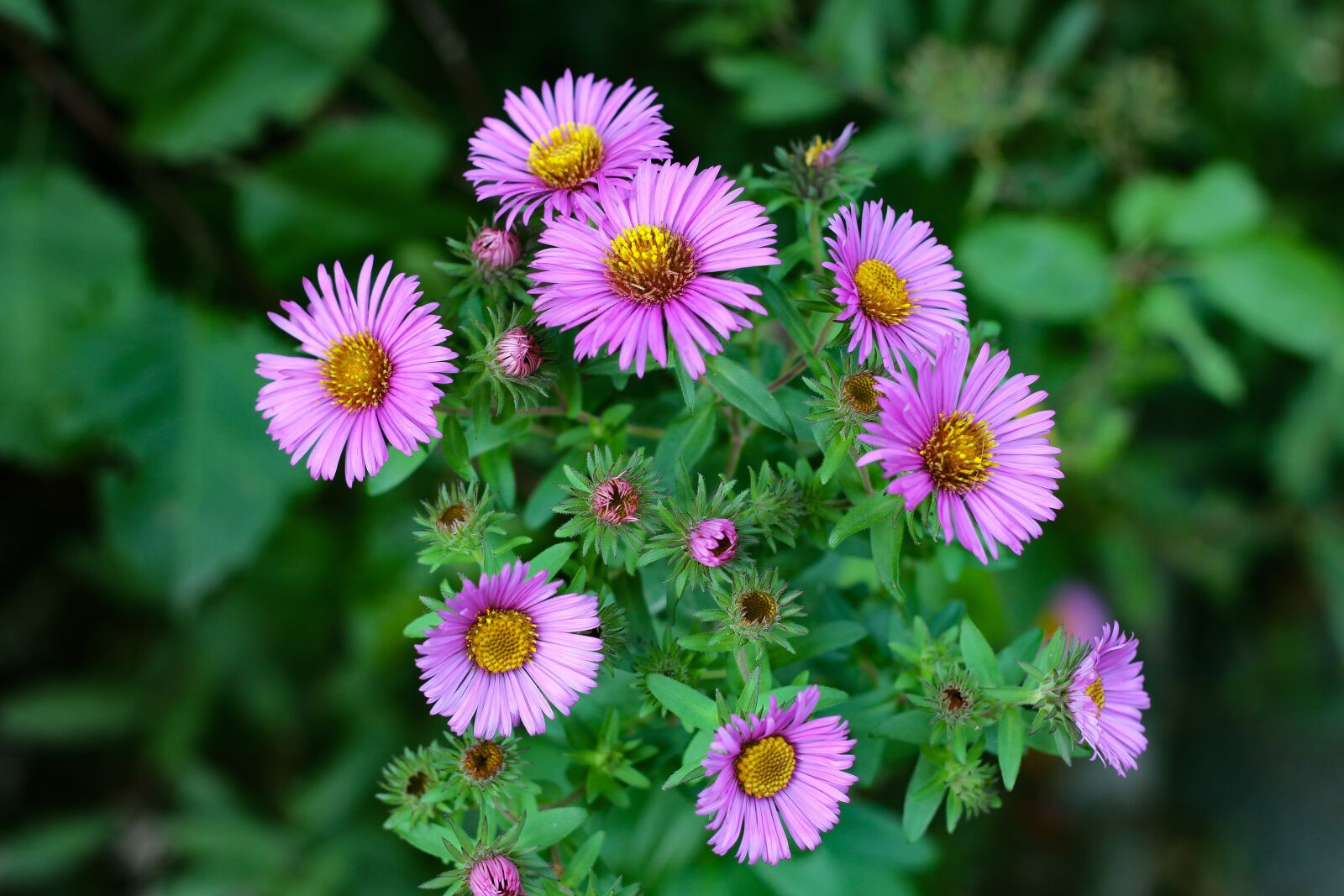 Canon EOS 700D (EOS Rebel T5i / EOS Kiss X7i) + Canon EF 50mm F1.8 II sample photo. Asters, flowers, blossom photography