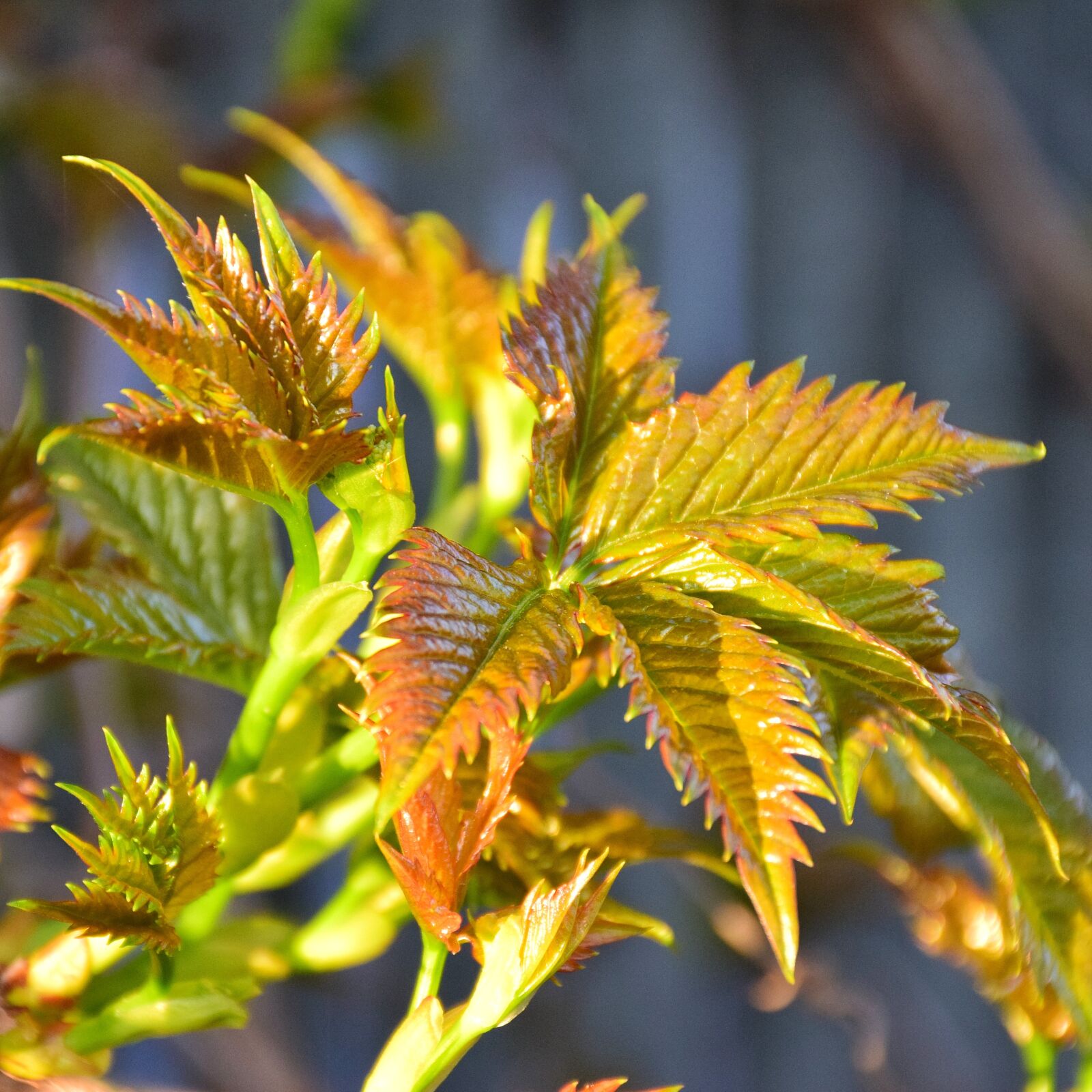 Nikon D5300 sample photo. Leaf, nature, plant photography