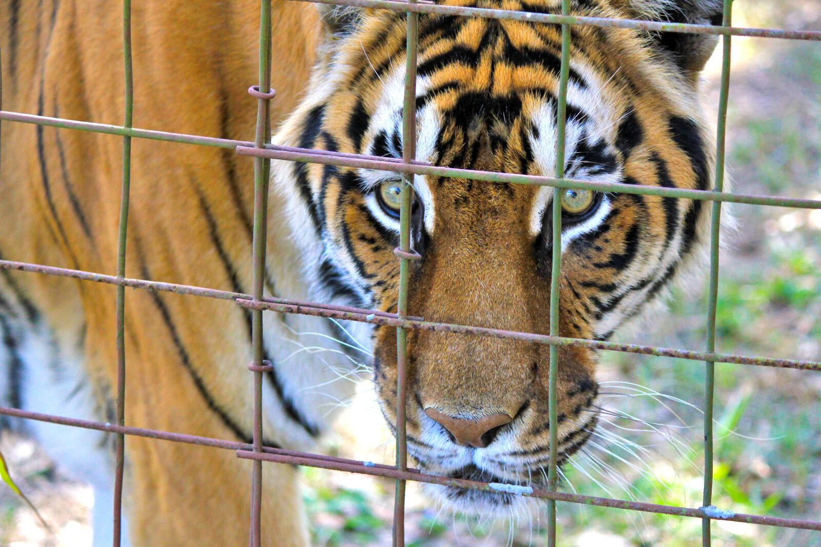 Canon EOS 550D (EOS Rebel T2i / EOS Kiss X4) sample photo. Tiger, caged tiger, tiger photography