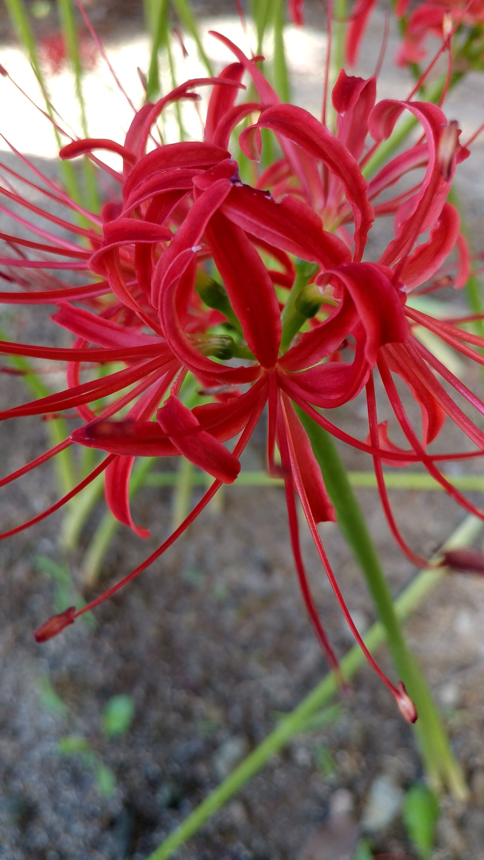 LG V20 sample photo. Flowers, plants, magic lily photography
