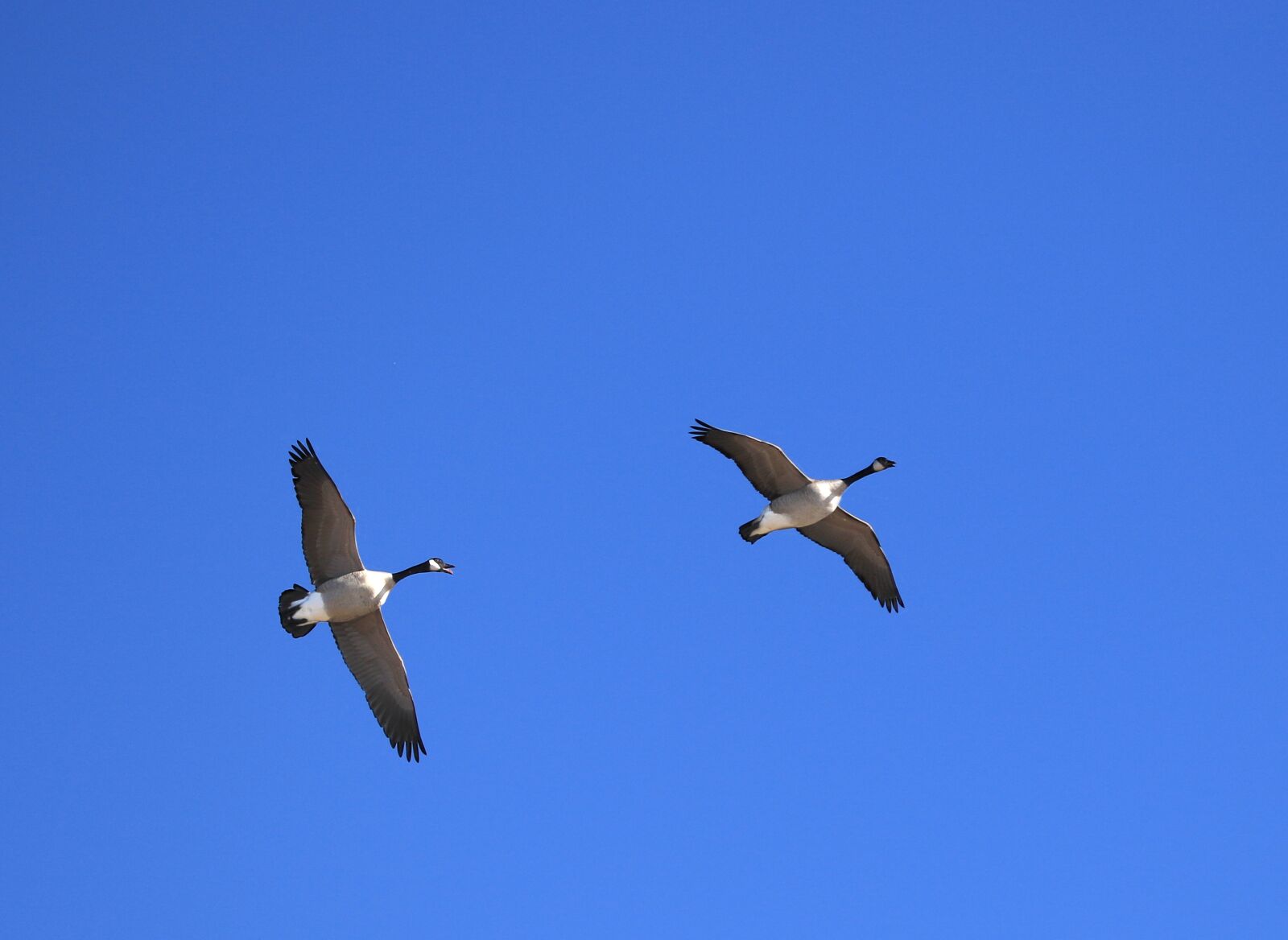 Canon EOS 7D Mark II sample photo. Canada geese, flying, sky photography