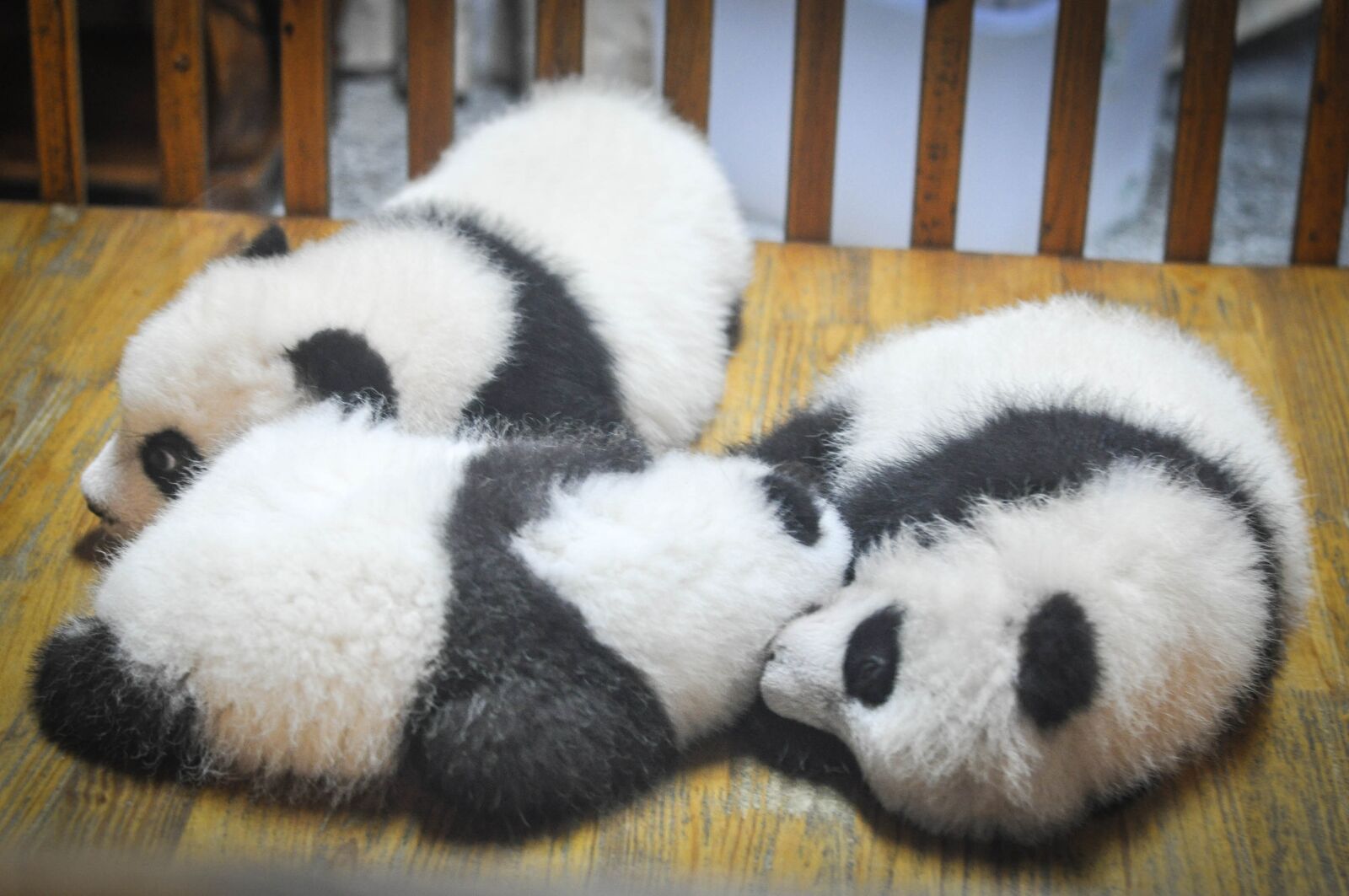 Nikon D5000 sample photo. Pandas, panda bears, animals photography