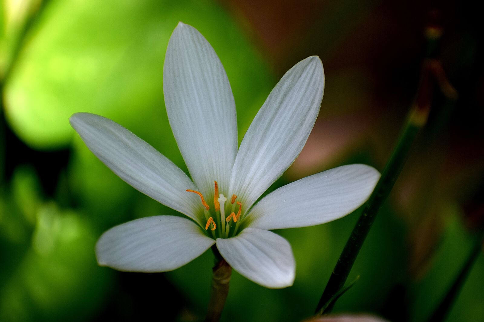 Nikon D3300 sample photo. White, flowers, nature photography