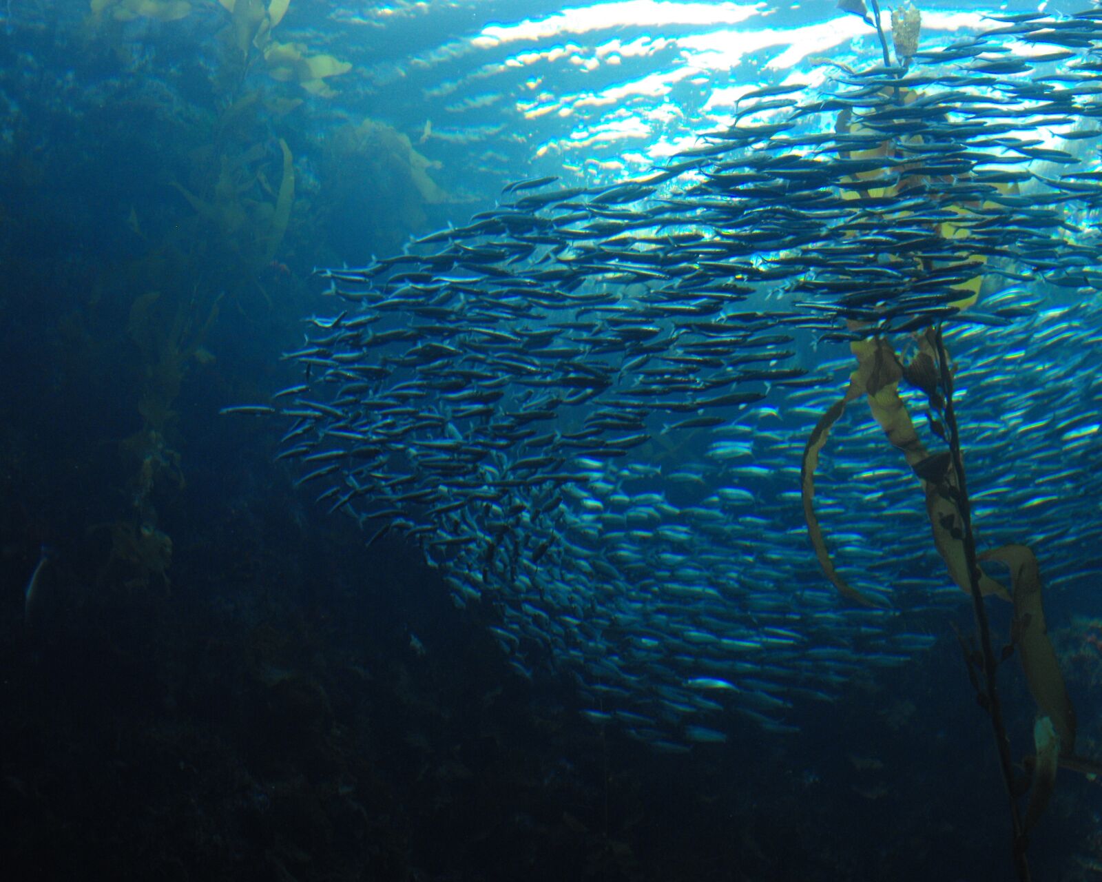 Fujifilm FinePix S1000fd sample photo. Fish, school, swirl photography