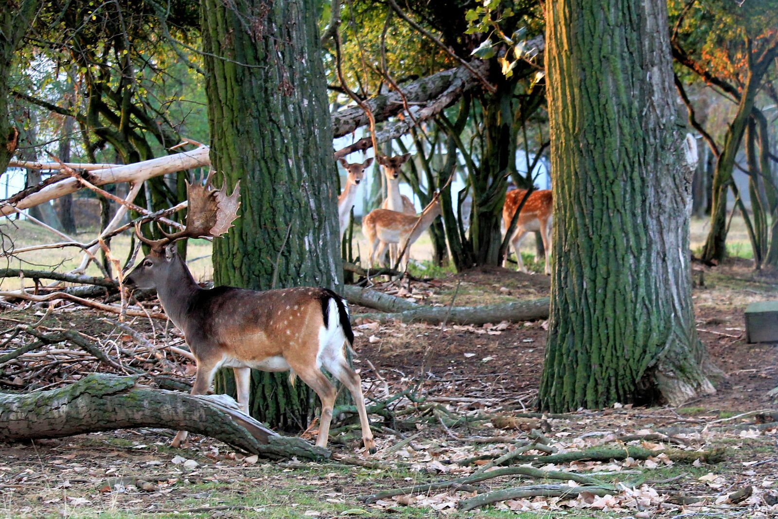 Canon EF-S 55-250mm F4-5.6 IS STM sample photo. Hirsch, antler, deer photography