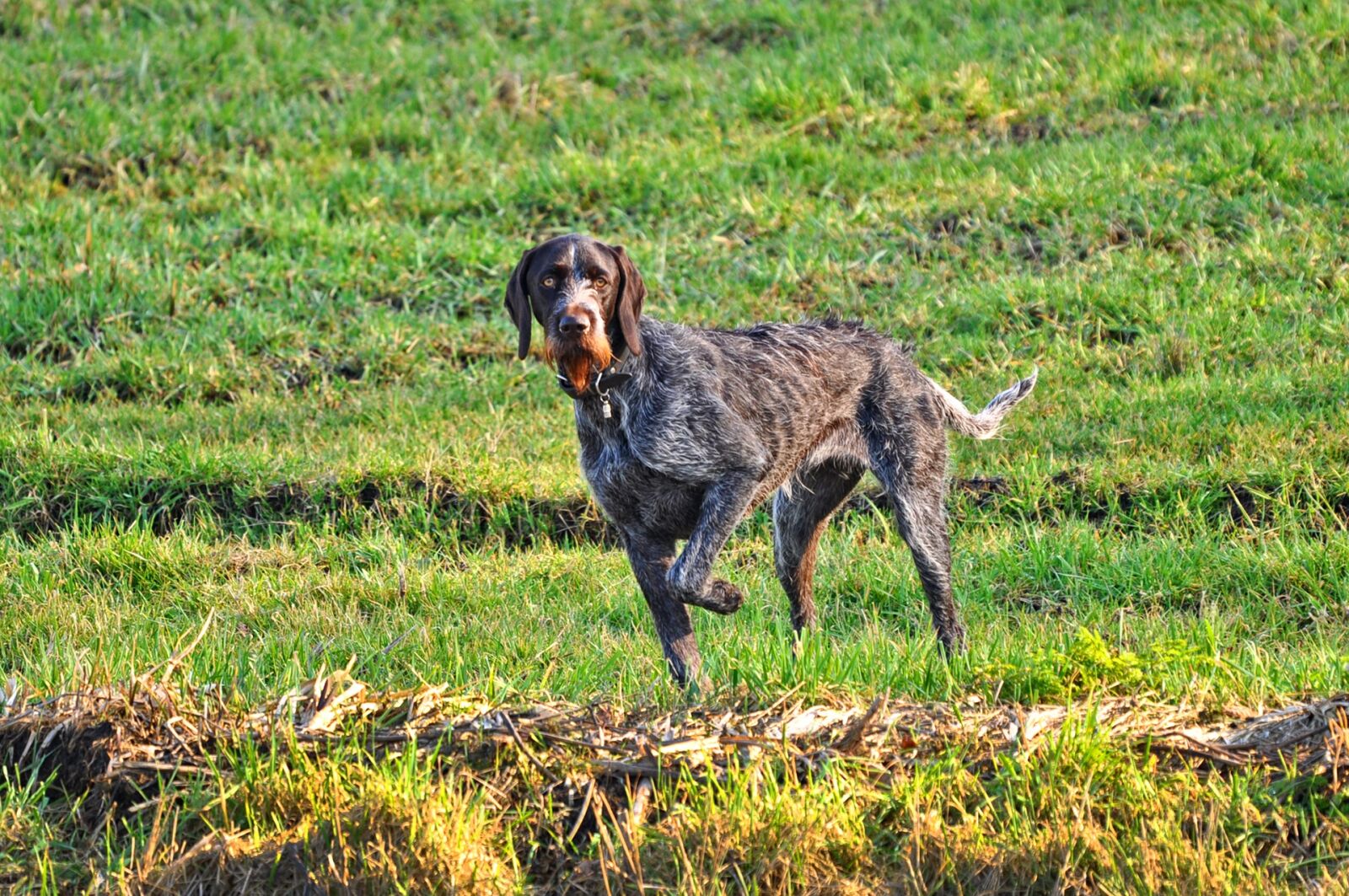 Nikon D90 sample photo. German wire haired pointer photography