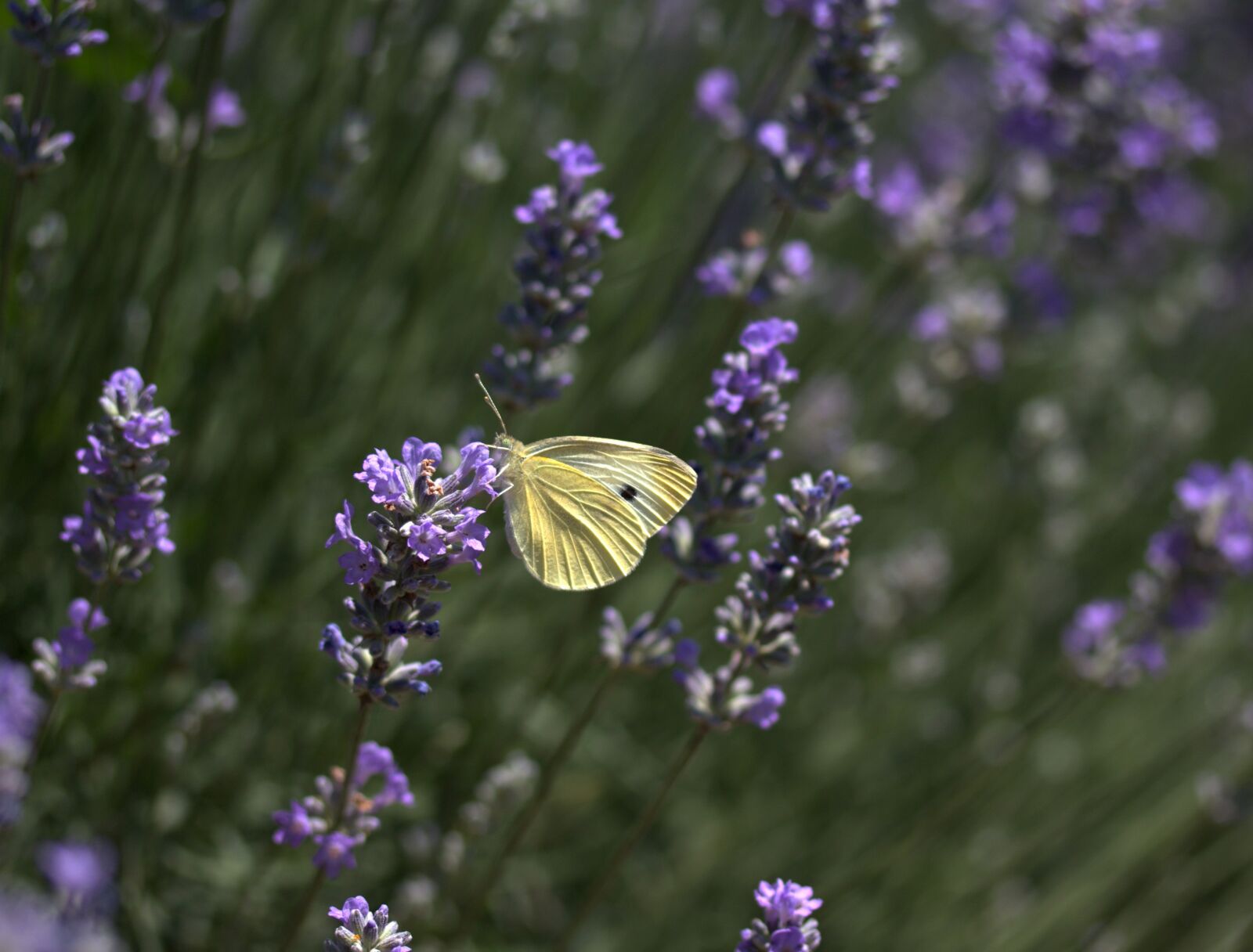 Canon EF-S 60mm F2.8 Macro USM sample photo. Lavender, butterflies, blue photography