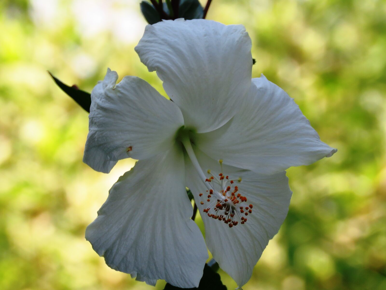 Canon PowerShot SX60 HS sample photo. Hibiscus rosa sinensis, flower photography