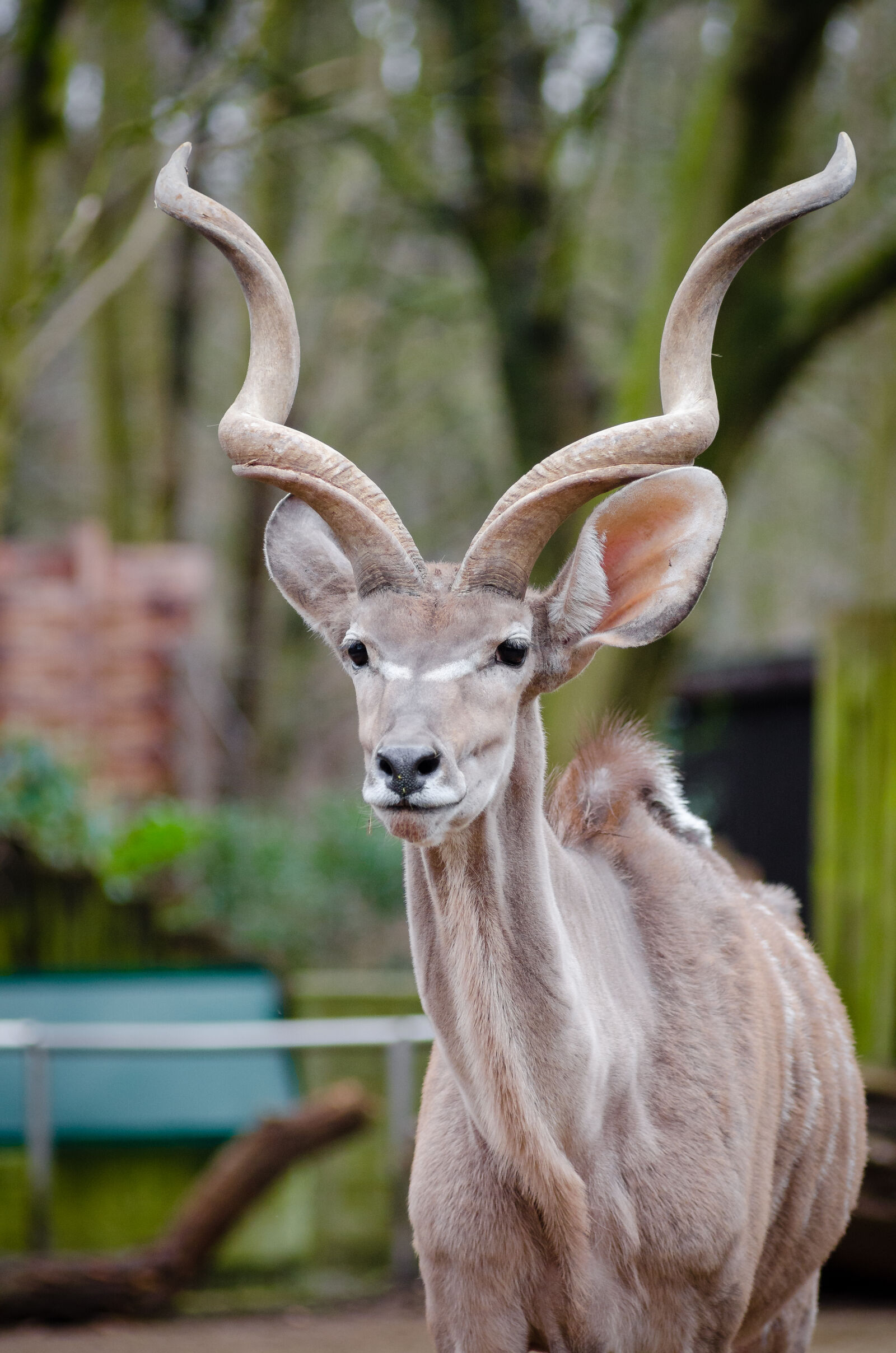 AF Zoom-Nikkor 80-200mm f/2.8 ED sample photo. Animal, antelope, cute, horns photography