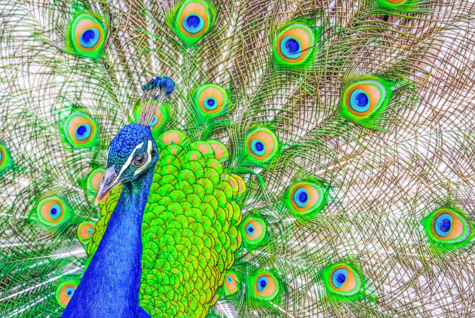 Fujifilm X-T2 sample photo. Peacock, feathers, bird photography