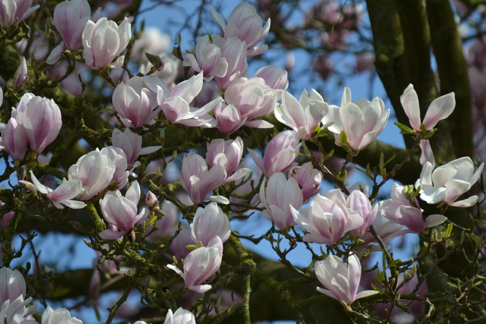 Nikon D3100 sample photo. Flower, magnolia, plant photography
