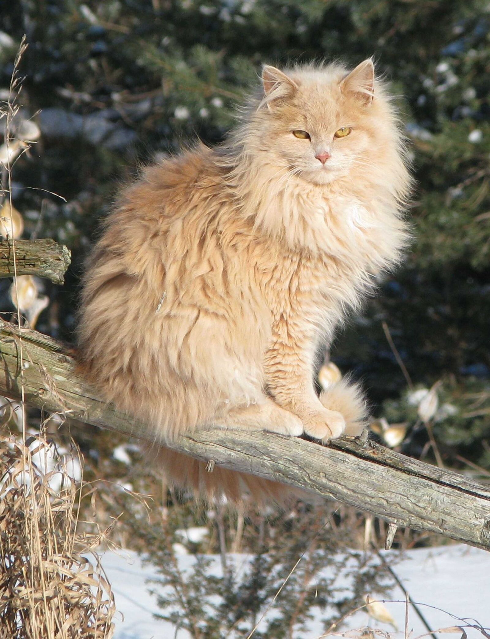 Норвежская Лесная Камышовая кошка