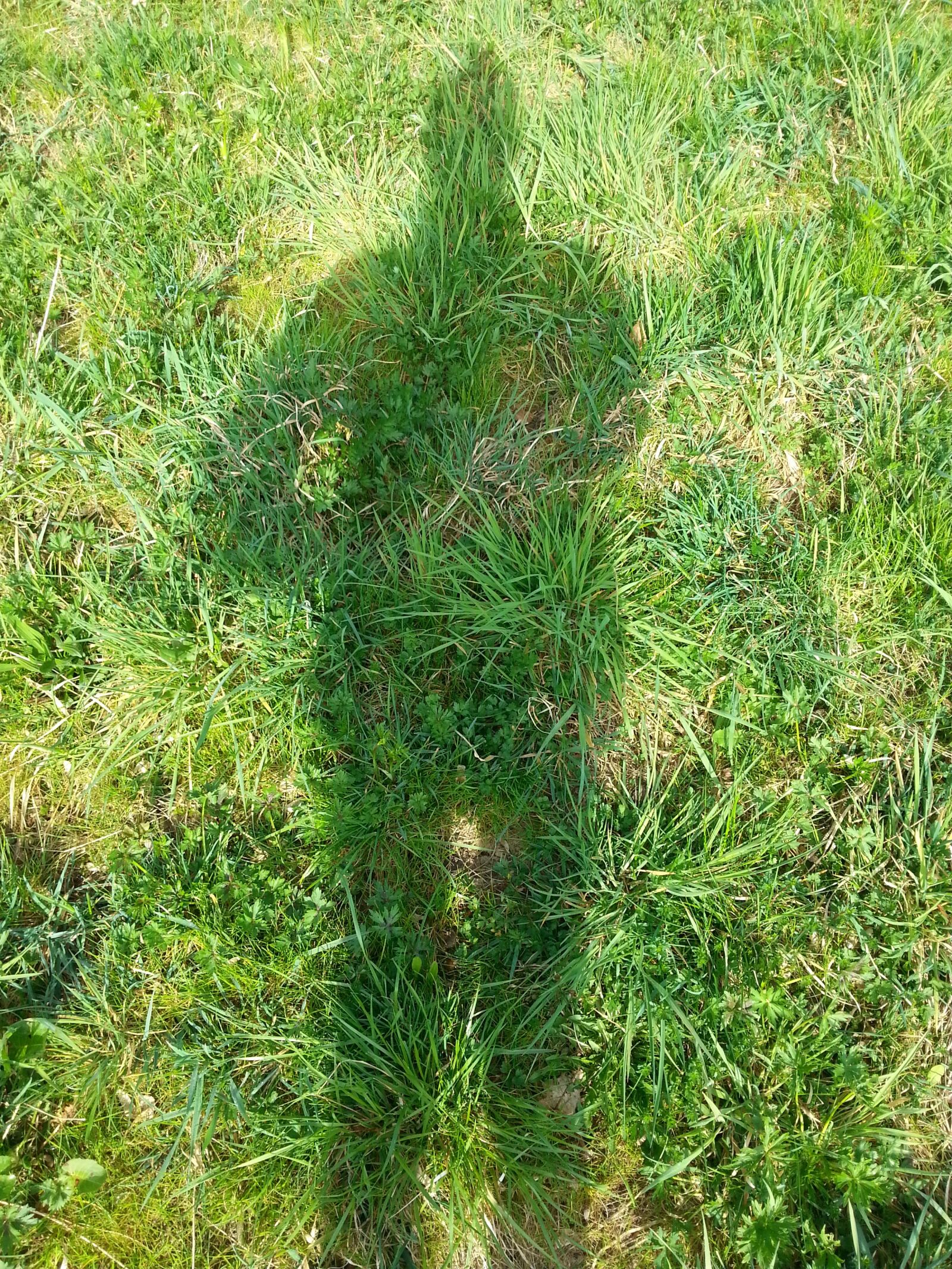 Samsung Galaxy S3 sample photo. Shadow, grass, green photography