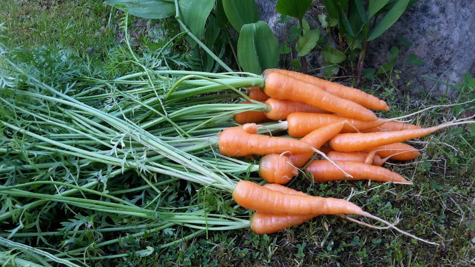 Samsung Galaxy S5 Mini sample photo. Dacha, harvest, carrot photography
