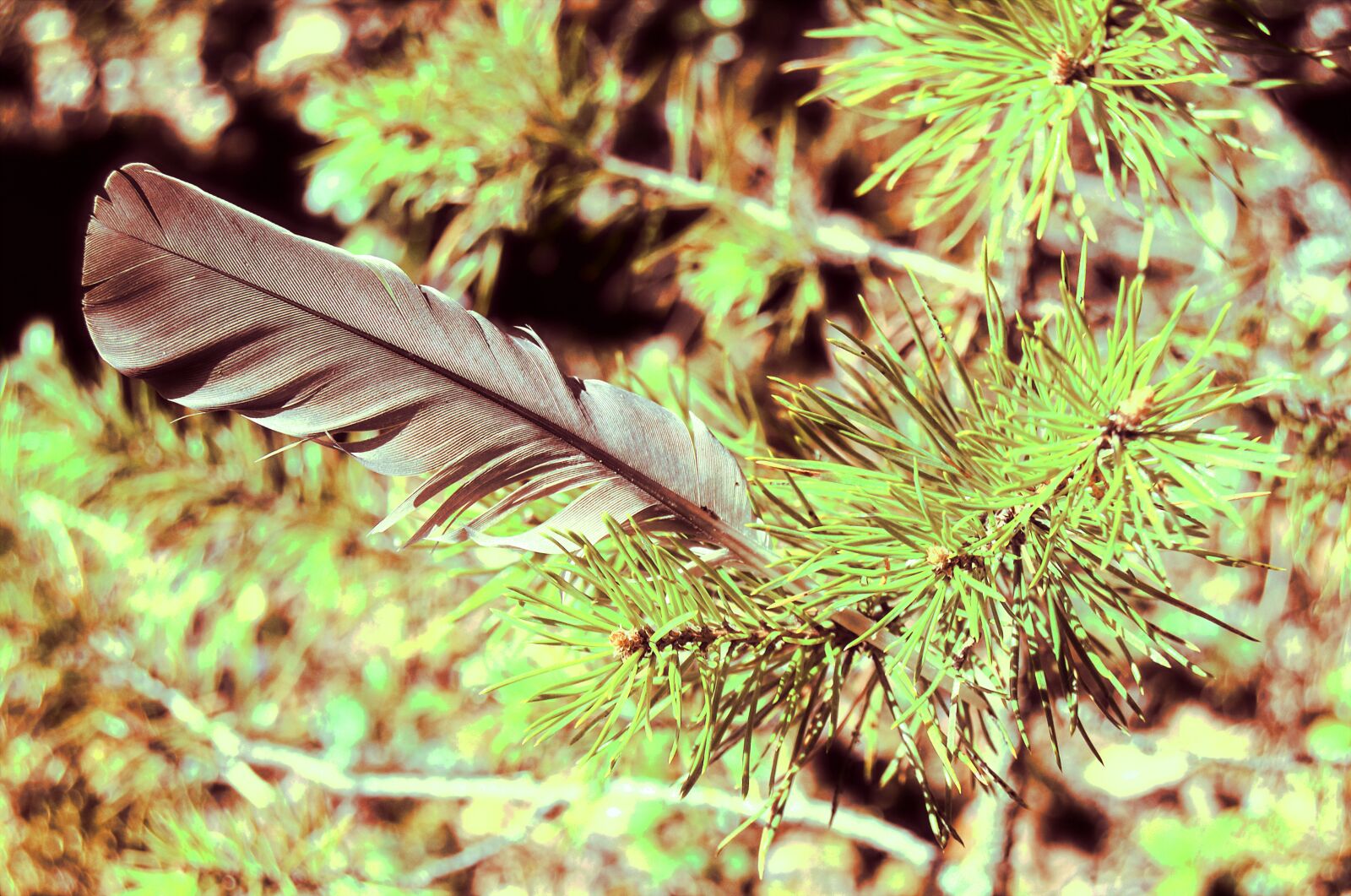 Nikon D5100 sample photo. Feather, stuck, broken photography
