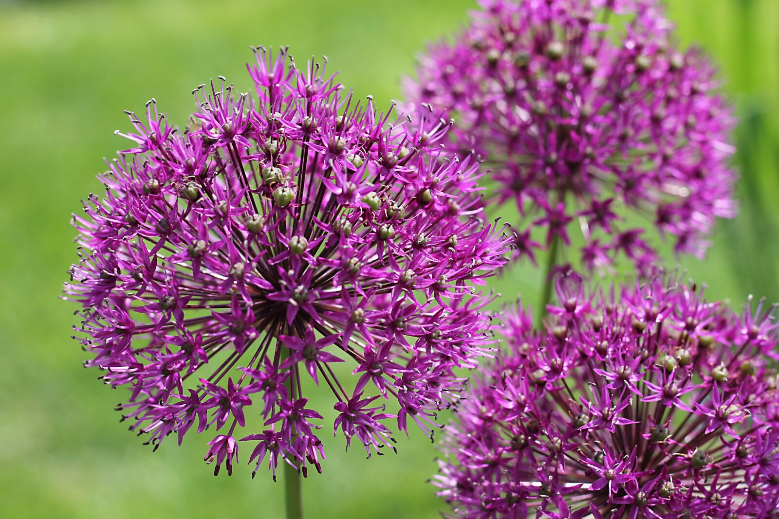 Canon EOS 1100D (EOS Rebel T3 / EOS Kiss X50) + Canon EF 50mm F1.8 STM sample photo. Leek, nature, purple photography