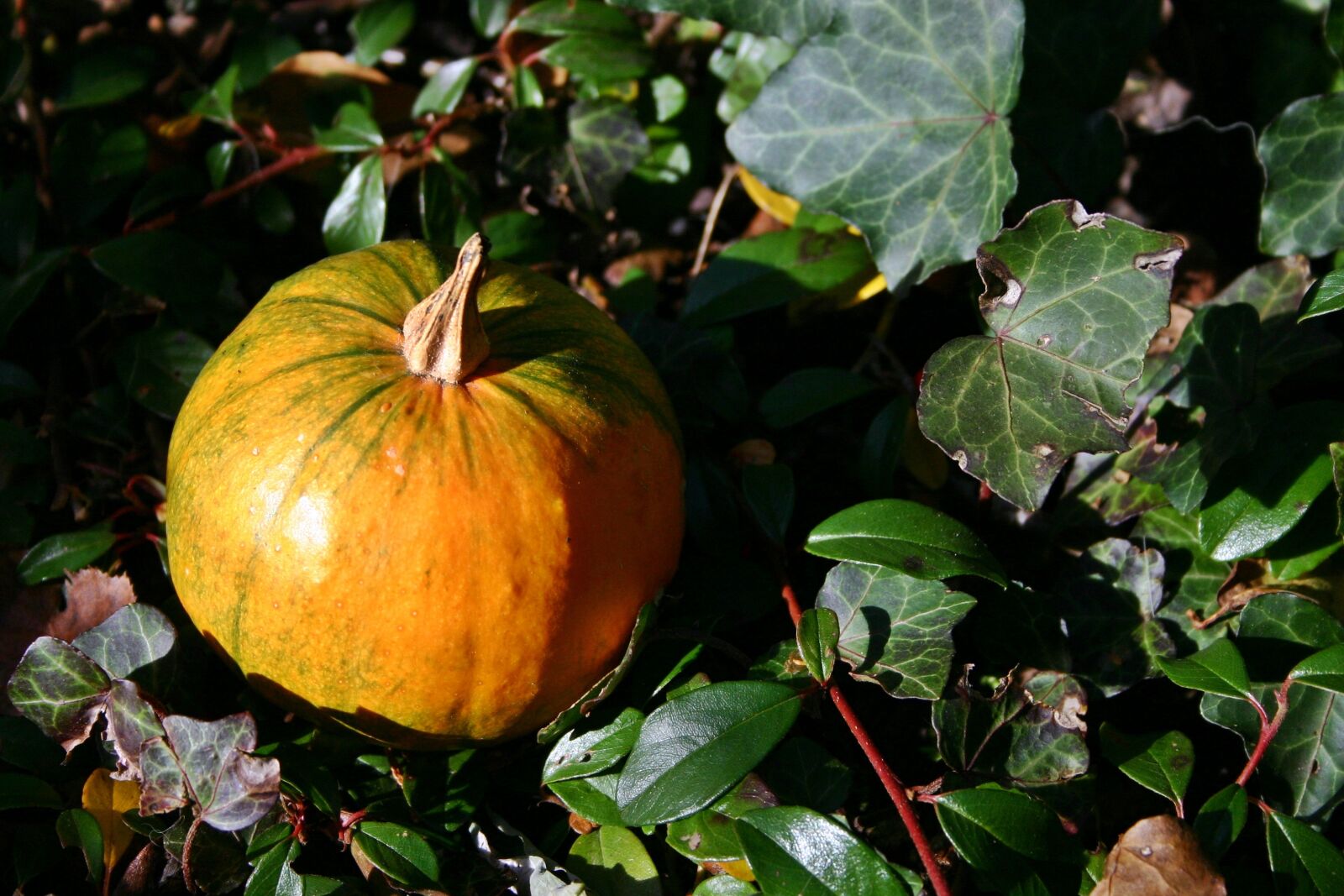 Canon EOS 300D (EOS Digital Rebel / EOS Kiss Digital) sample photo. Gourd, autumn, leaves photography