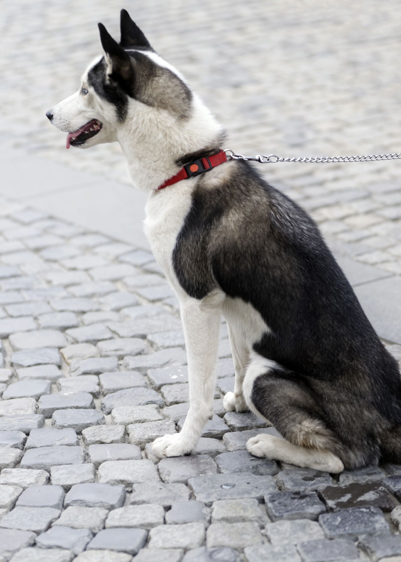 Nikon D5300 sample photo. Dog, domestic, pet photography