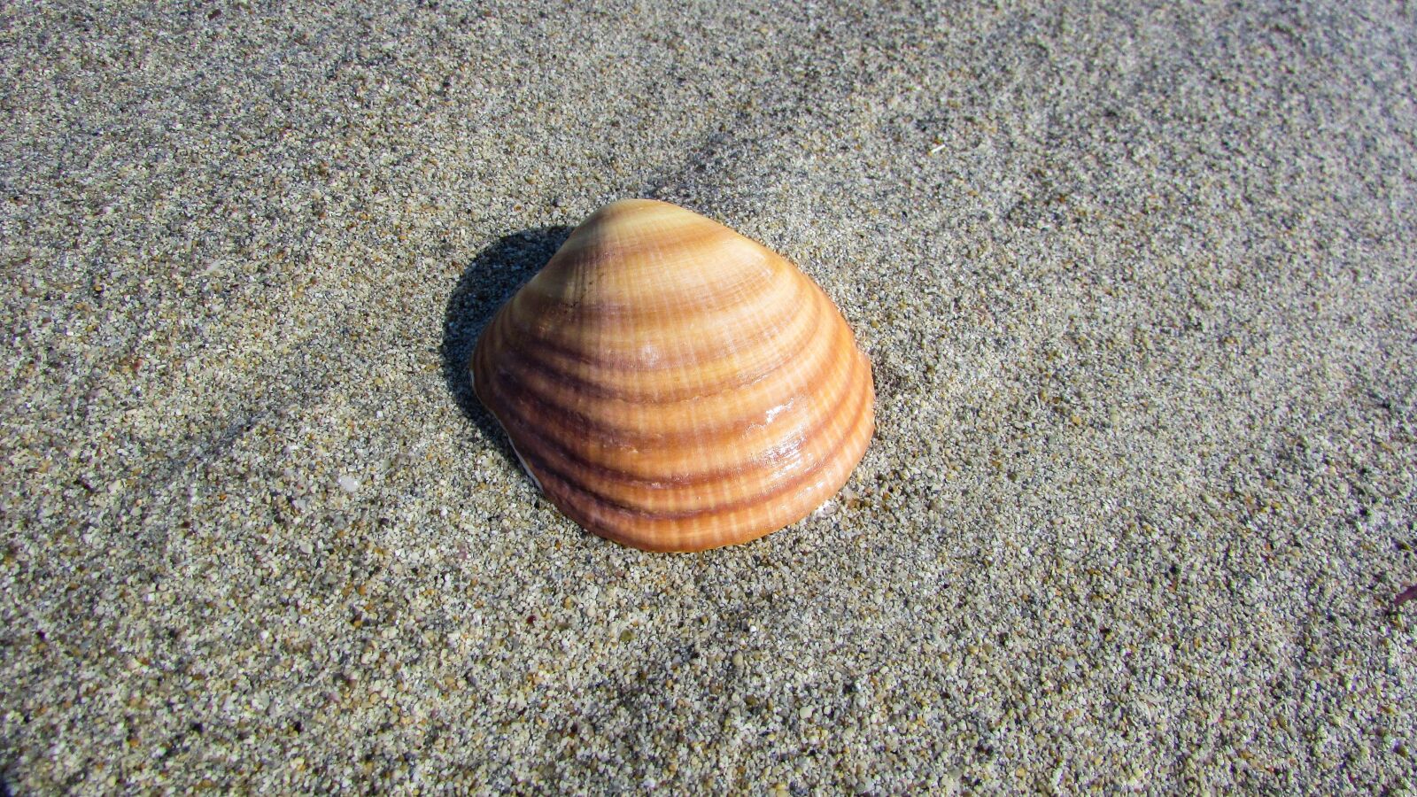 Canon PowerShot SX400 IS sample photo. Seashell, beach, shell photography