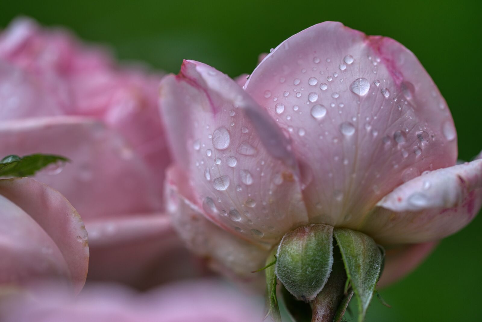 Nikon D750 sample photo. Rose, blossom, bloom photography