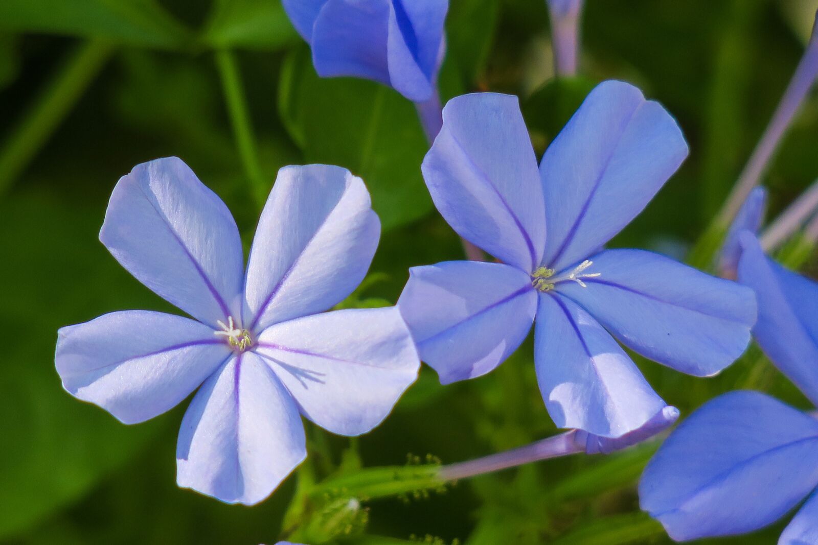 Canon PowerShot G3 X sample photo. Blue flower dan, flower photography