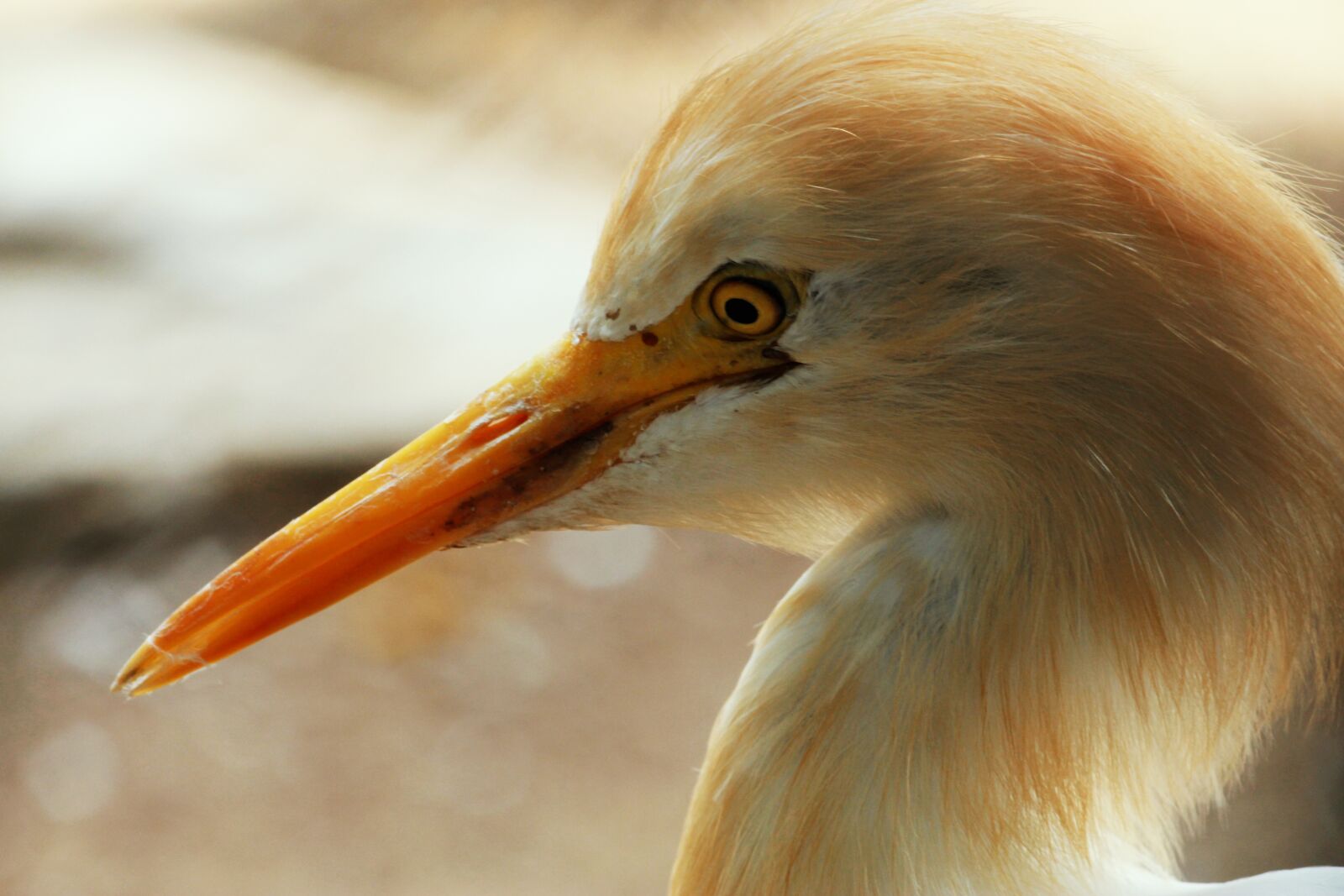 Canon EOS 700D (EOS Rebel T5i / EOS Kiss X7i) sample photo. Bird, bird-watching, long photography