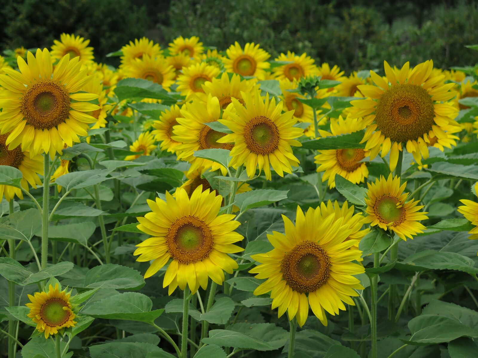 Canon PowerShot G16 sample photo. Sunflowers, flowers, yellow photography