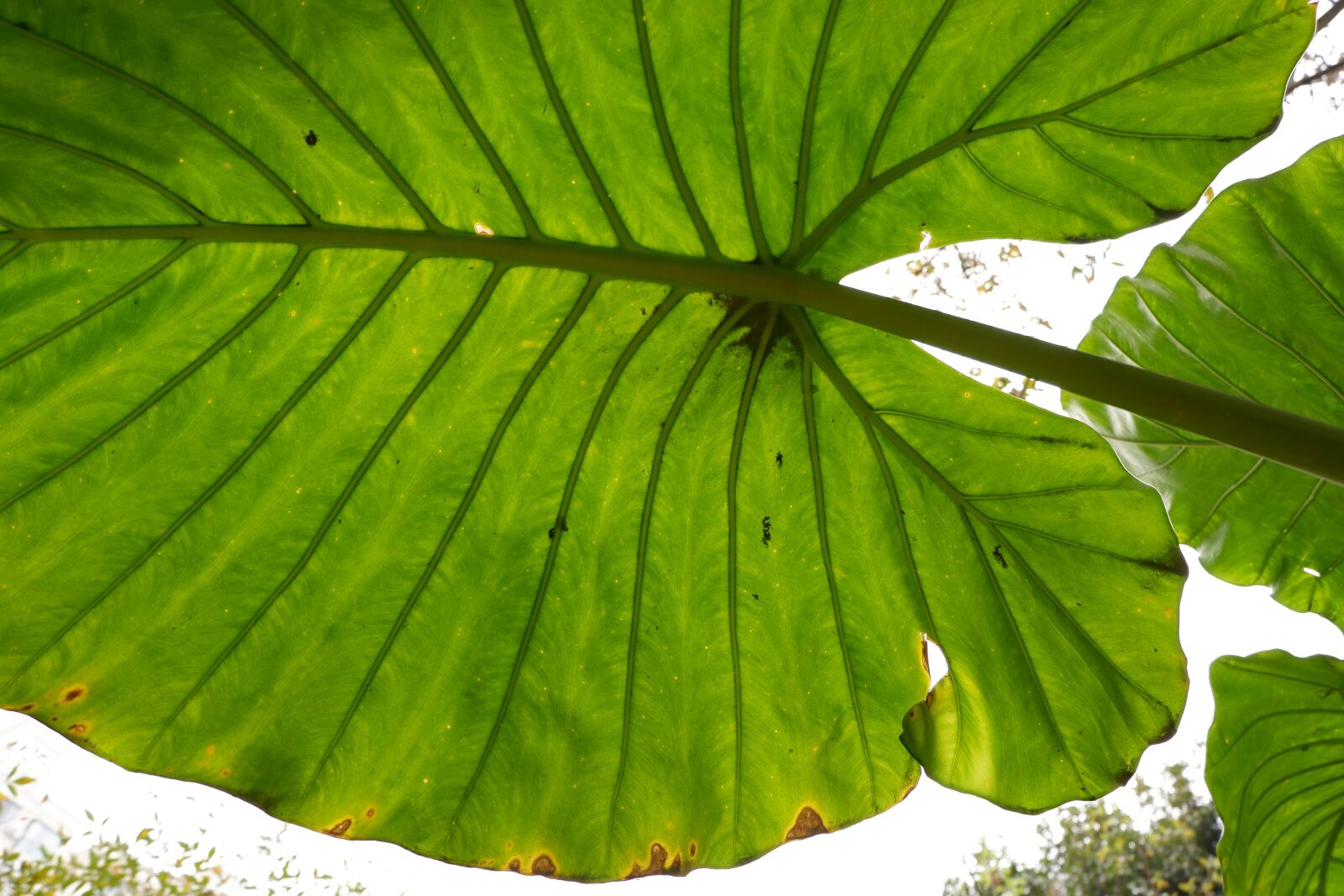 Fujifilm X-A3 sample photo. Plant leaves, natural, green photography