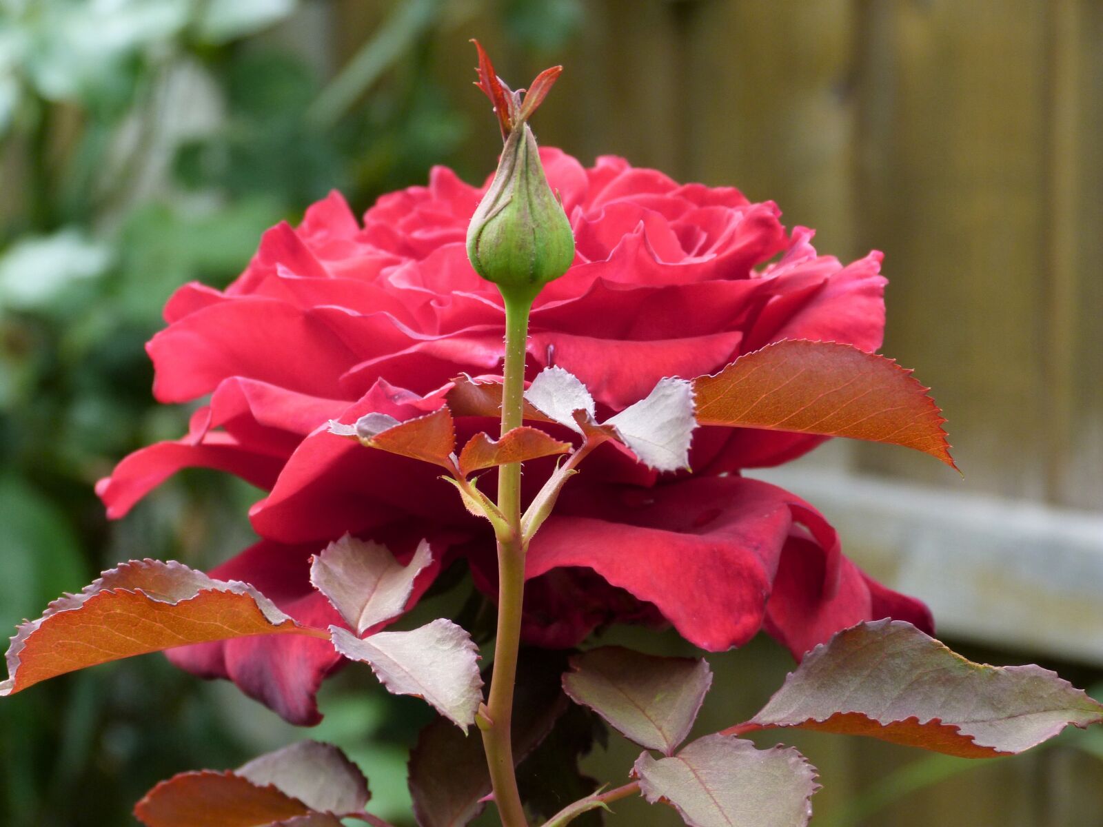 Panasonic Lumix DMC-FZ40 (Lumix DMC-FZ45) sample photo. Rose, red, garden photography