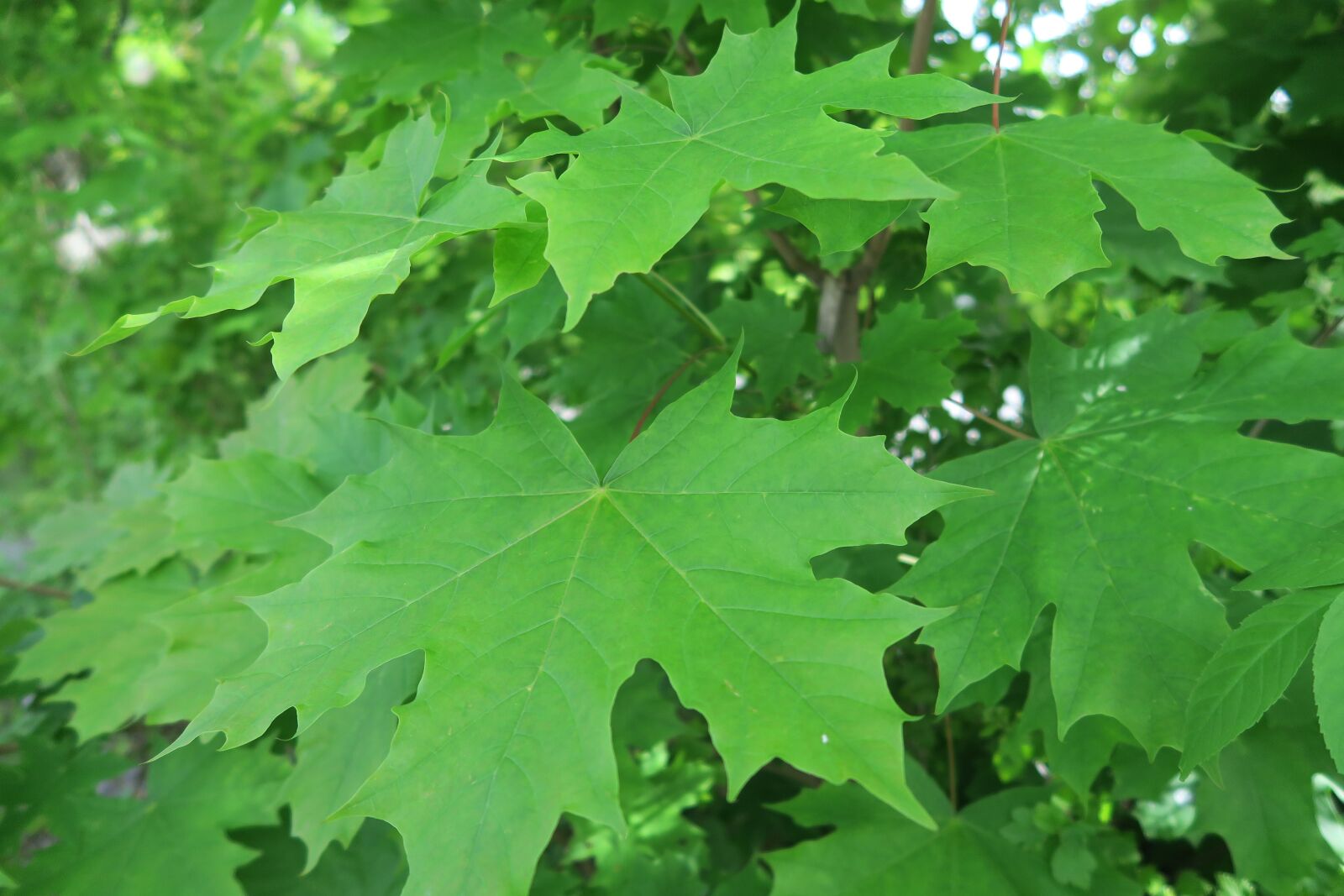 Canon PowerShot G7 X sample photo. Leaves, sweden, plant photography