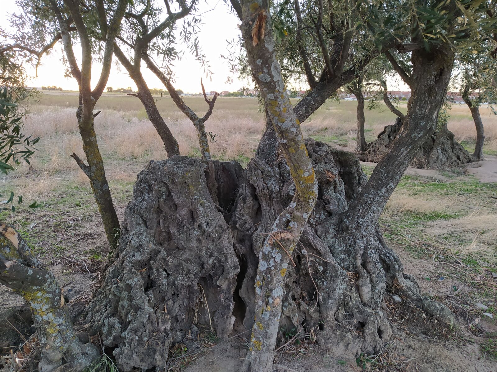 Xiaomi Redmi Note 8T sample photo. Olivo centenario, arbol, naturaleza photography