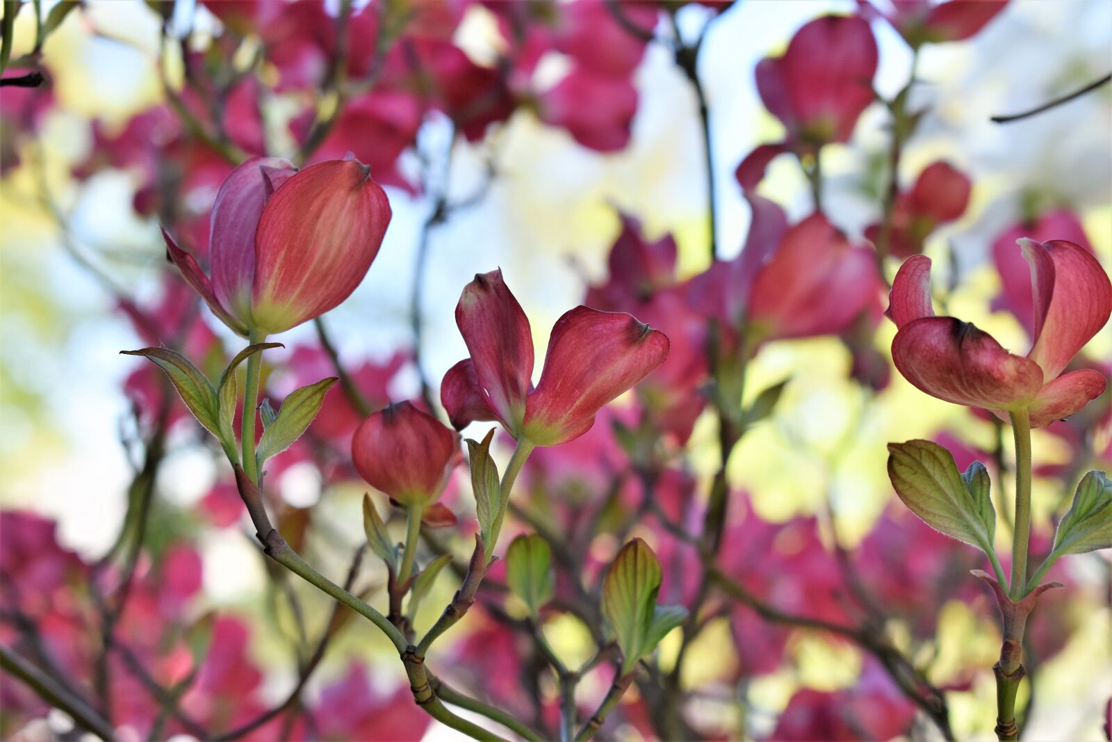 Nikon D5500 sample photo. Dogwood, bush, tree photography