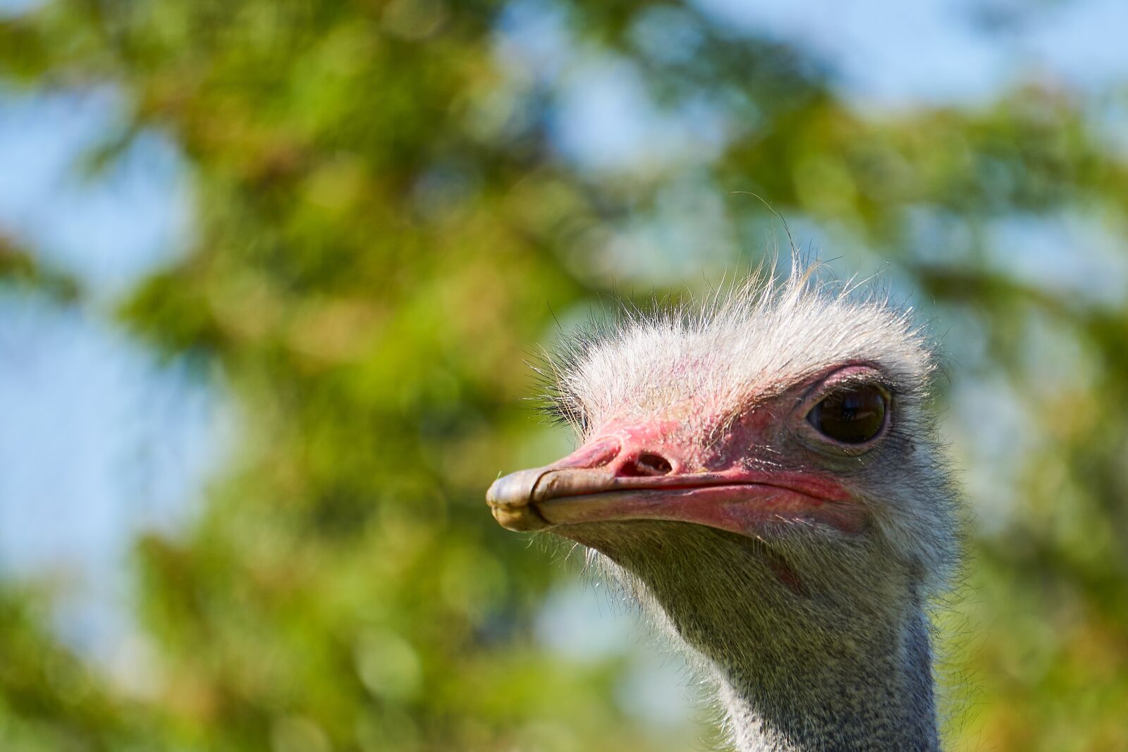 Sony E 55-210mm F4.5-6.3 OSS sample photo. Bouquet, bird, animal photography