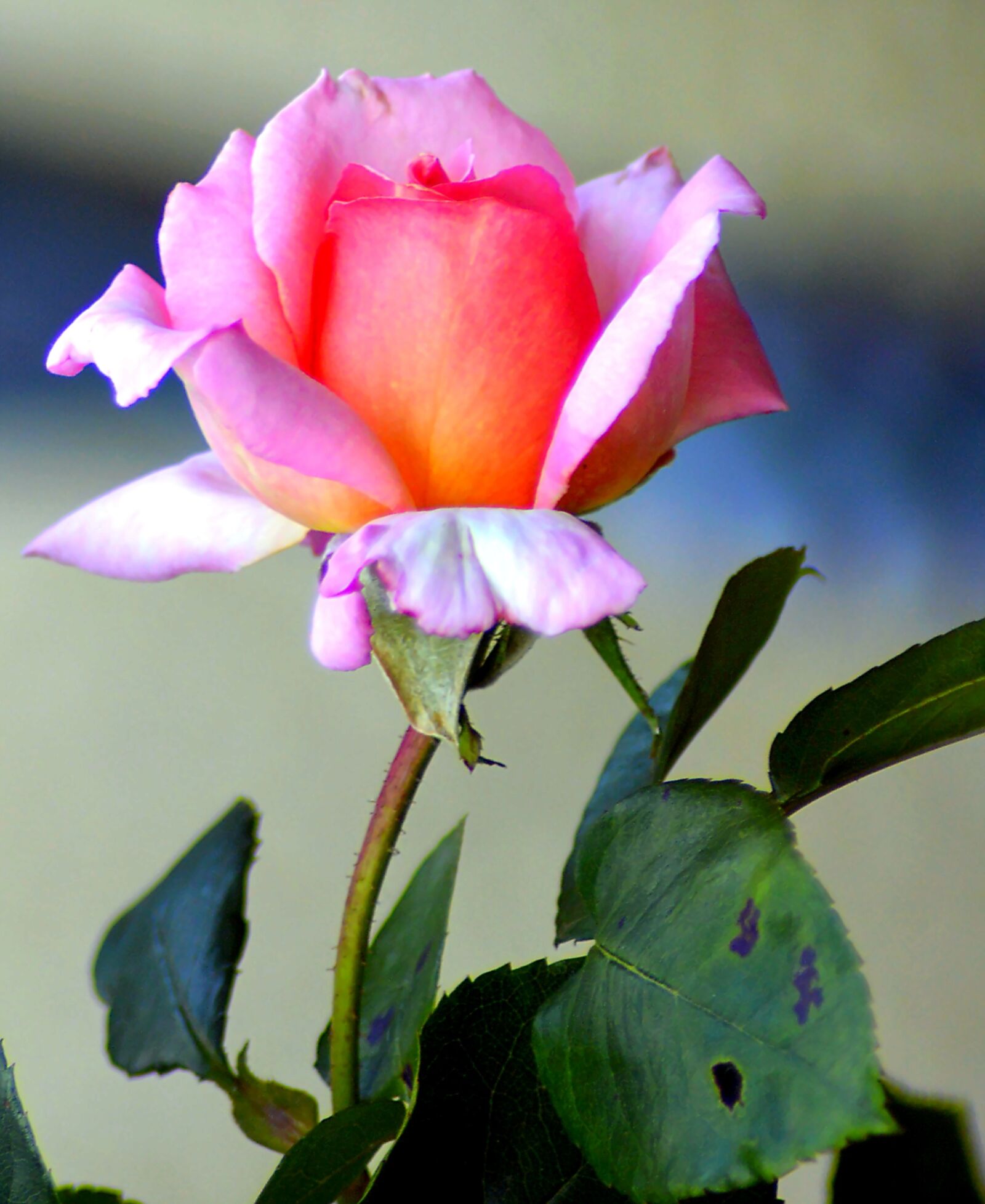 Nikon D3200 sample photo. Flower, rose, pink photography