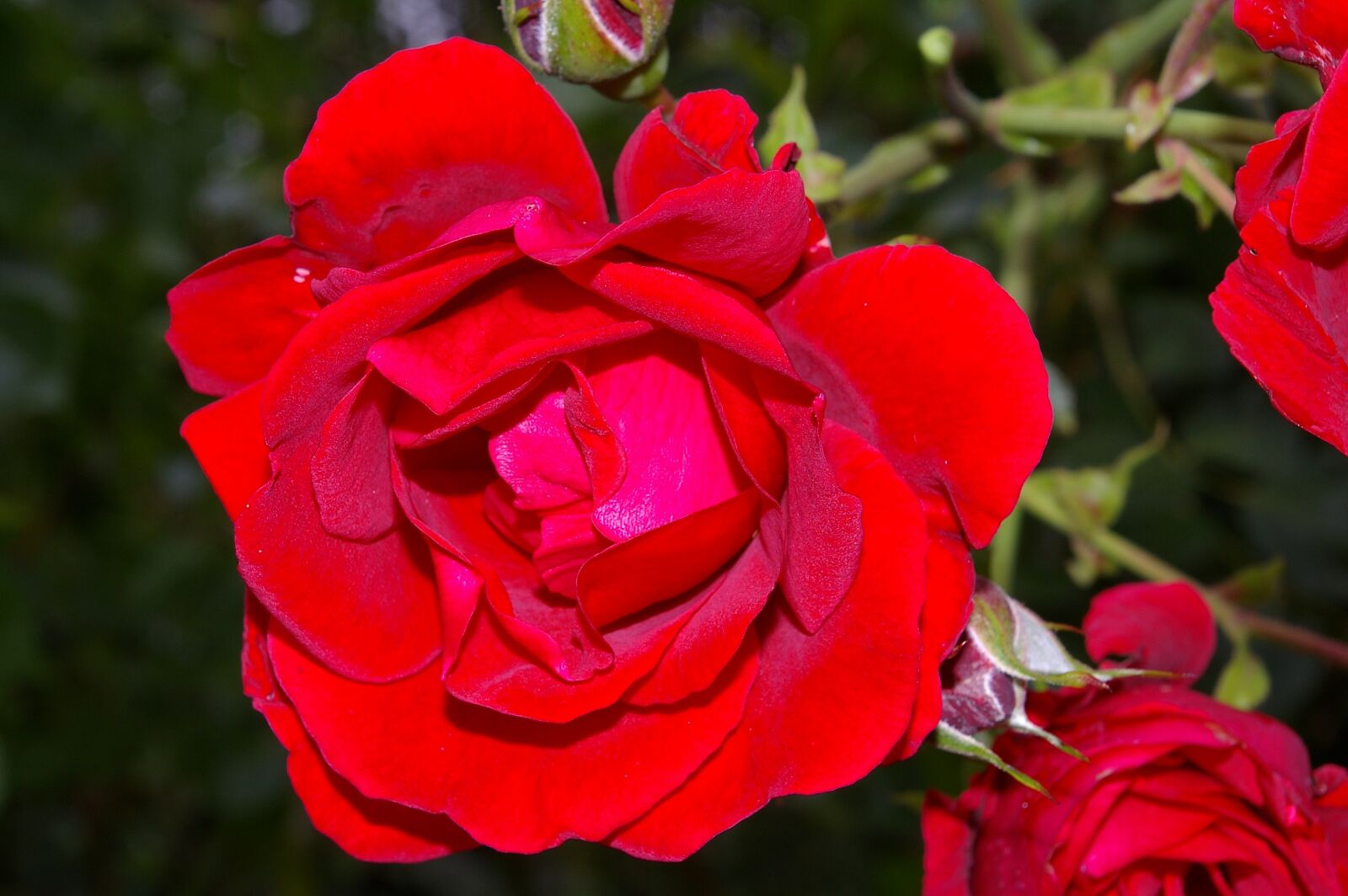 Pentax *ist DL2 sample photo. Rose, red rose, scented photography
