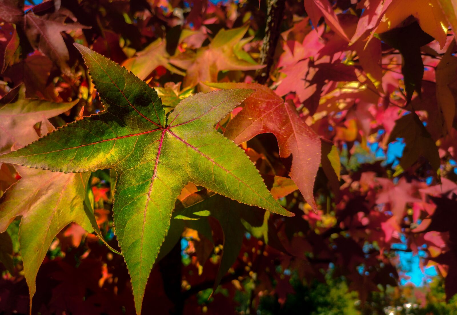 HUAWEI CLT-L09 sample photo. Leaf, autumn, maple photography