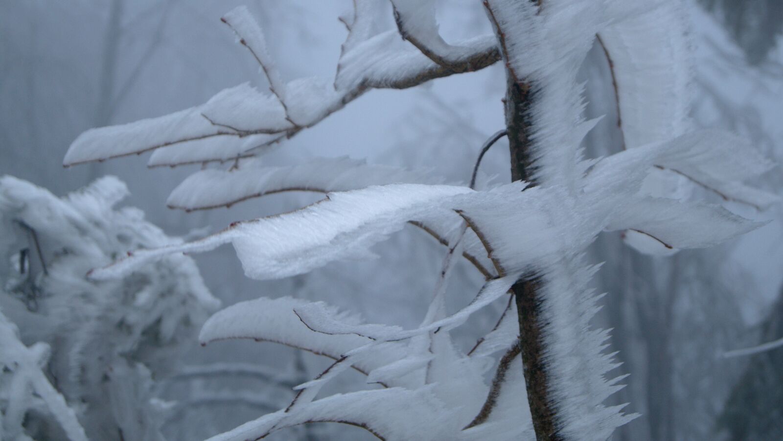 Sony DT 18-55mm F3.5-5.6 SAM II sample photo. Winter, nature, snow photography