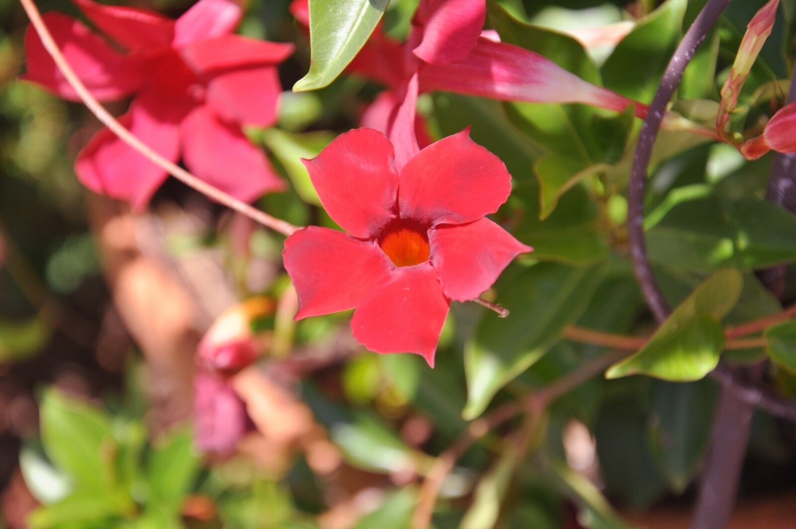 Nikon D90 sample photo. Flower, colorful, garden photography