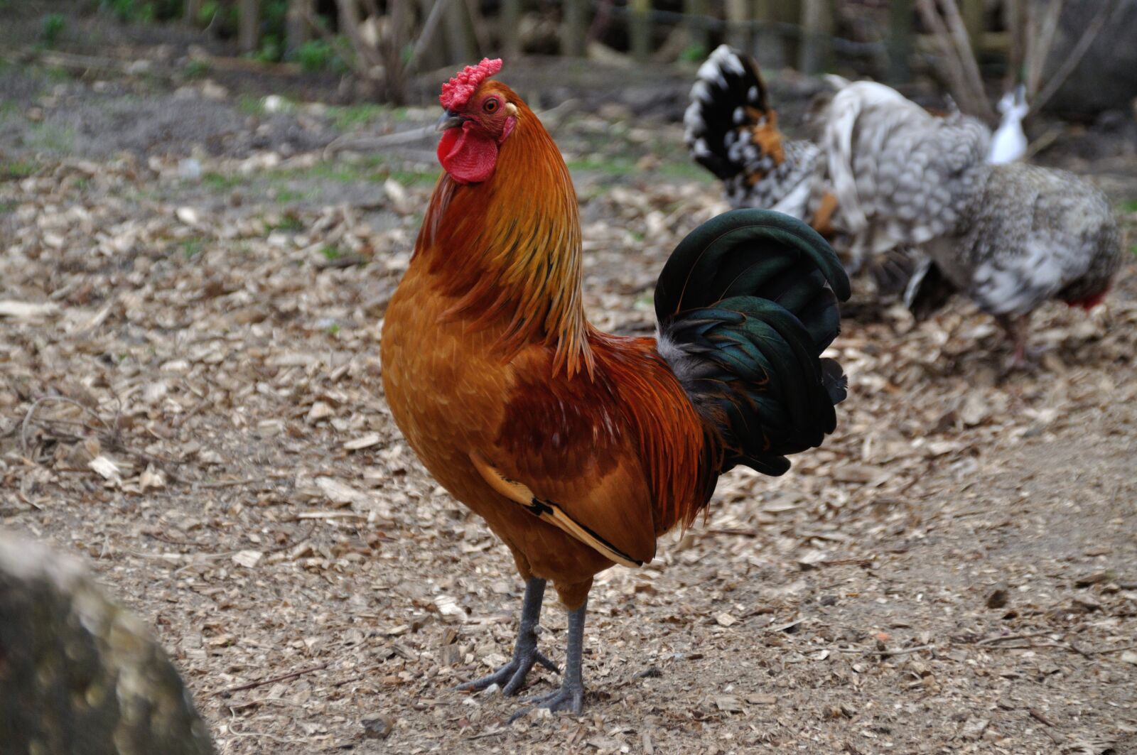 Nikon D5000 sample photo. Rooster, animal, bird photography