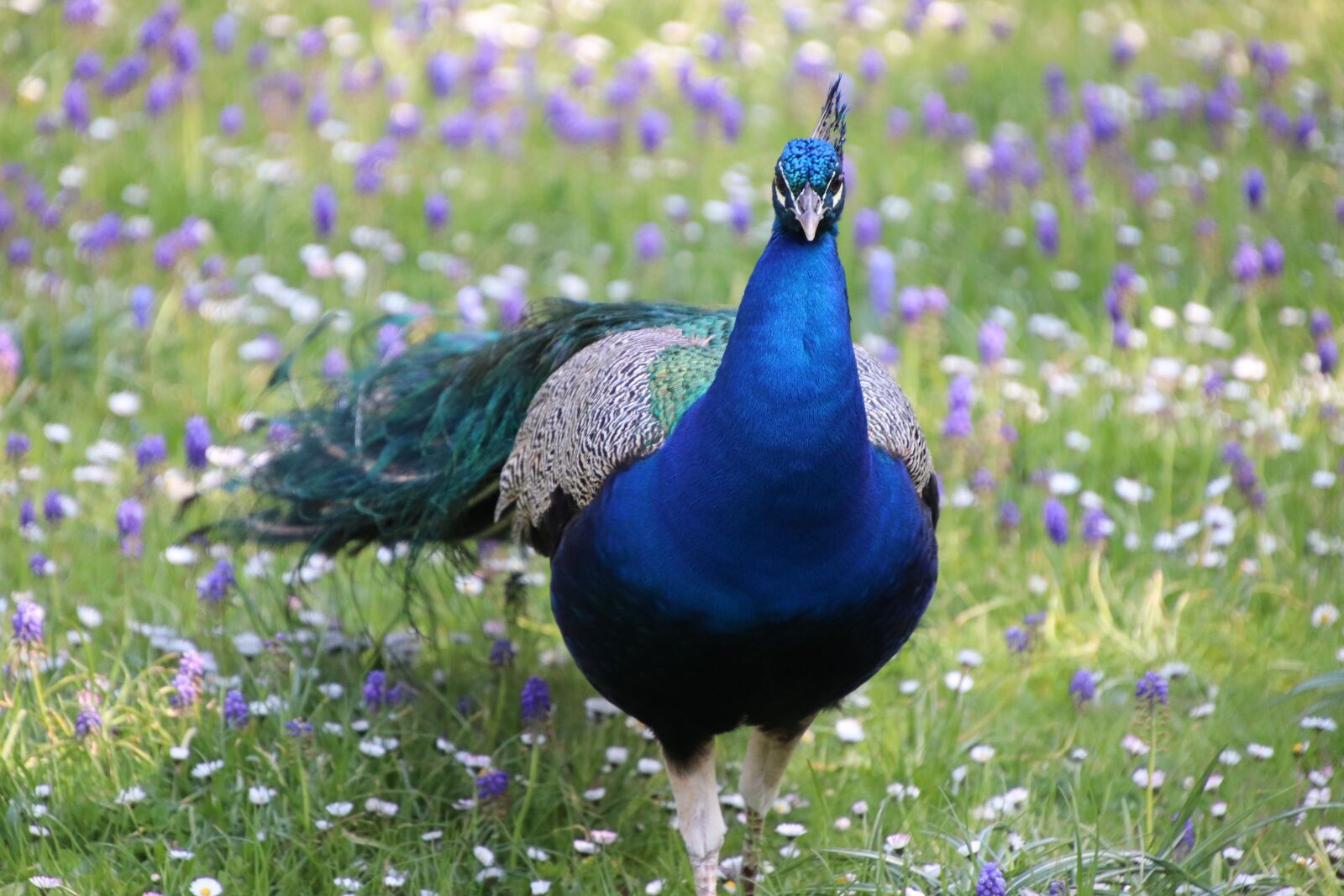 Canon EOS 800D (EOS Rebel T7i / EOS Kiss X9i) sample photo. Peacock, prairie, colorful photography