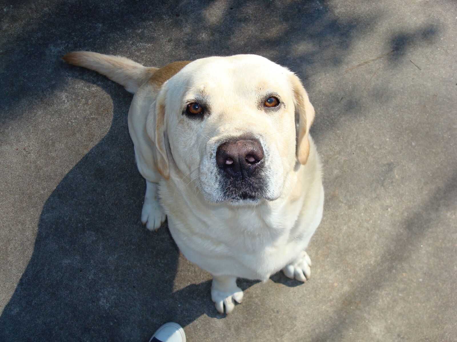 Sony DSC-W80 sample photo. Dog, nose, yellow lab photography