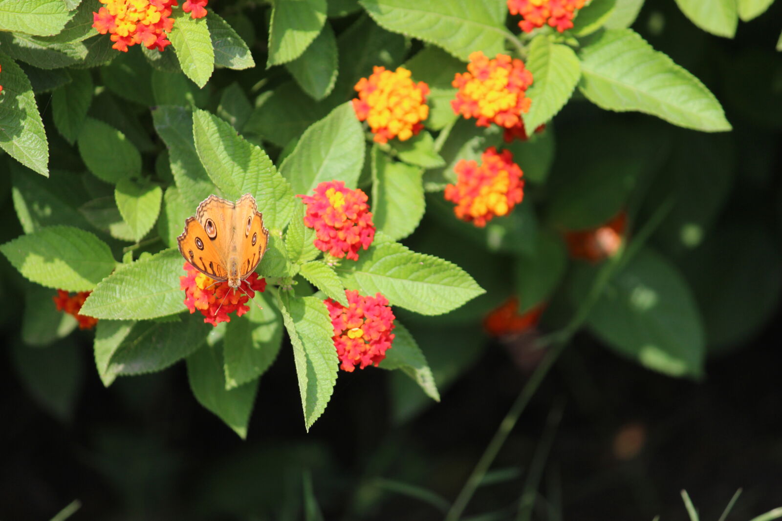Canon EF-S 55-250mm F4-5.6 IS II sample photo. Beautiful, flowers, butterfly, butterfly photography