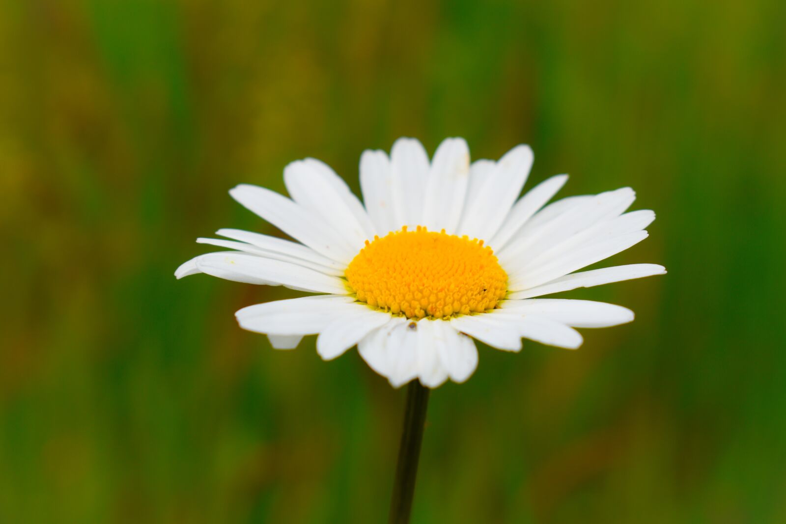 Nikon D3500 sample photo. Flower, white, yellow photography