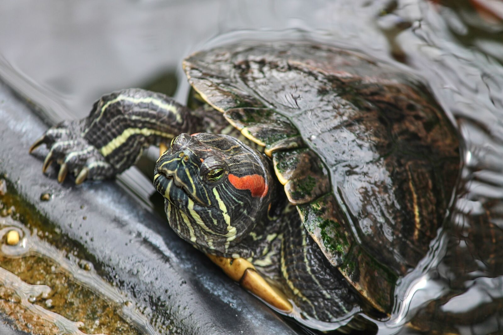 Canon EOS 1100D (EOS Rebel T3 / EOS Kiss X50) sample photo. Turtle, red-eared slider, trachemys photography