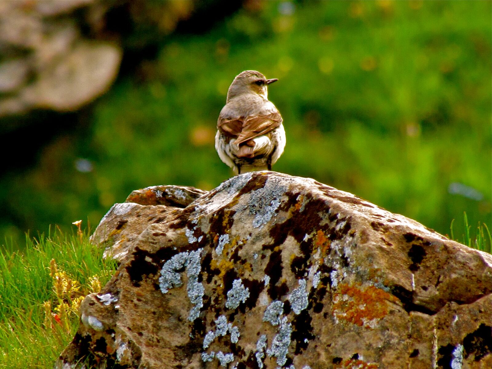 Canon PowerShot SX30 IS sample photo. Bird, nature, green photography