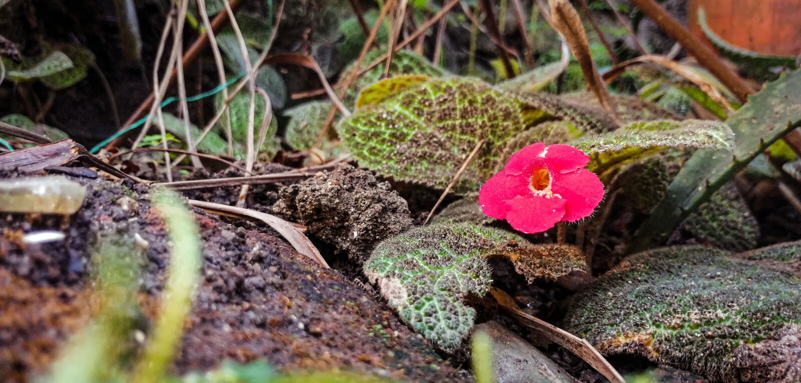 HUAWEI SNE-LX3 sample photo. Plant, flower, red photography