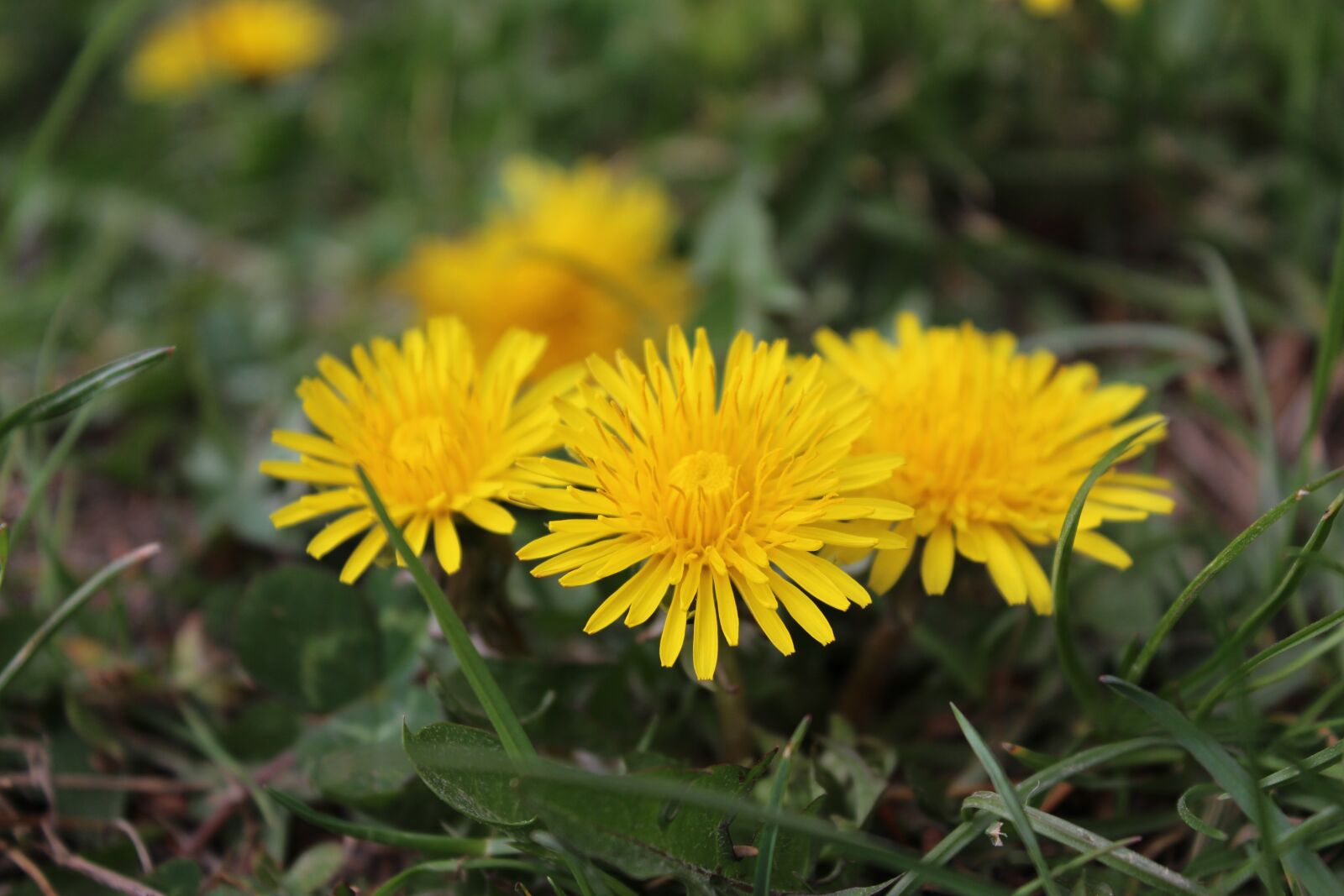 Canon EOS 700D (EOS Rebel T5i / EOS Kiss X7i) sample photo. Nature, flower, flora photography